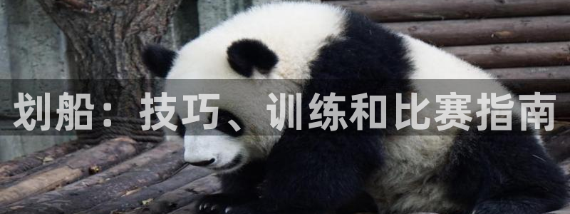 香港必发集团|划船：技巧、训练和比赛指南
